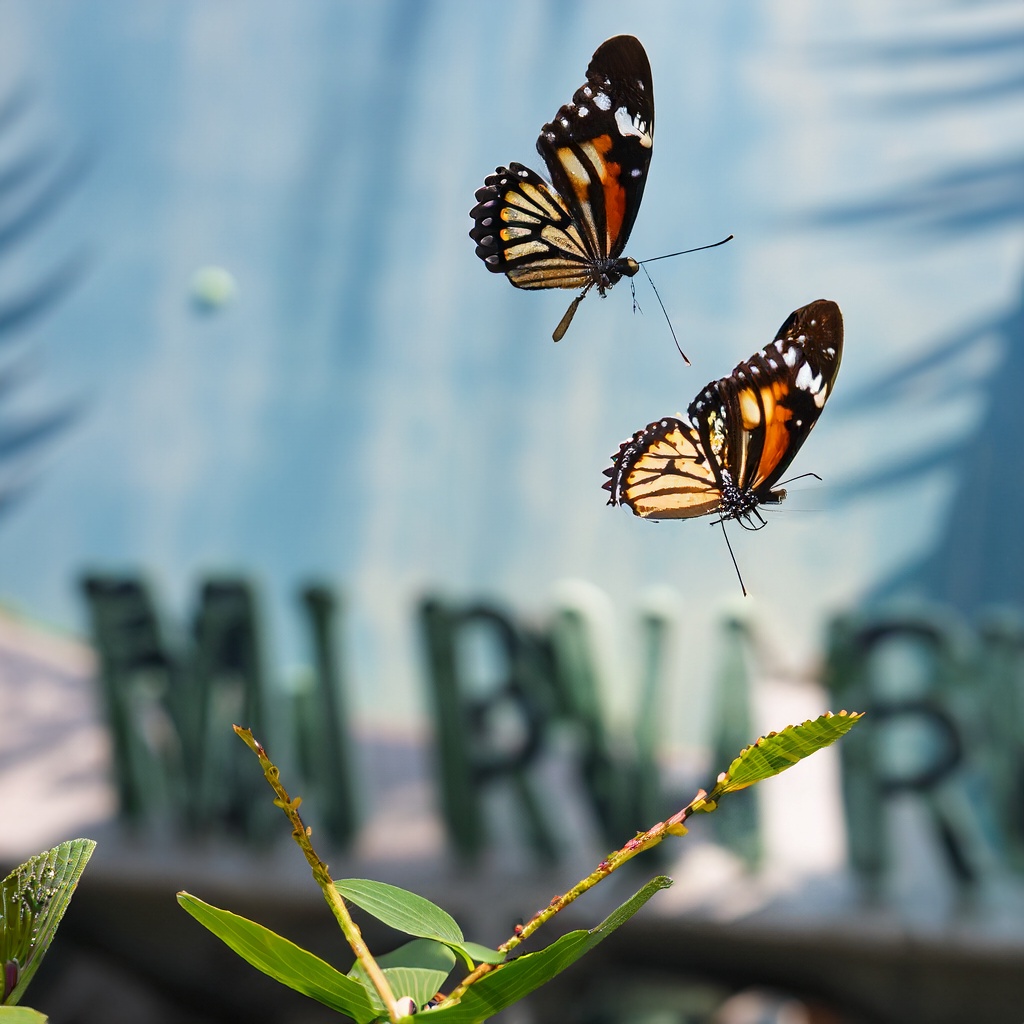 butterfly